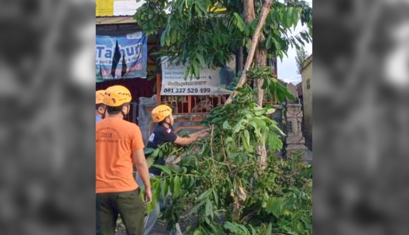 www.nusabali.com-bpbd-dinas-lhk-dan-pupr-denpasar-siaga-tangani-pohon-tumbang