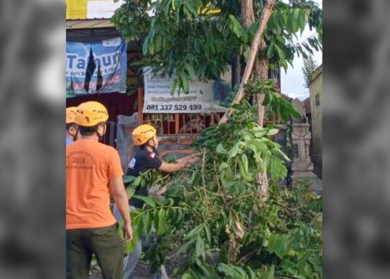 Nusabali.com - bpbd-dinas-lhk-dan-pupr-denpasar-siaga-tangani-pohon-tumbang