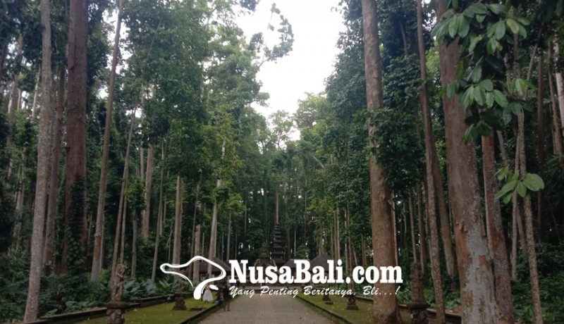 www.nusabali.com-beraura-mistis-pohon-alas-pala-tak-mau-tumbuh-di-tempat-lain