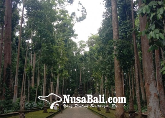 Nusabali.com - beraura-mistis-pohon-alas-pala-tak-mau-tumbuh-di-tempat-lain