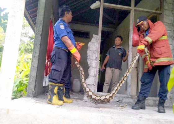 Nusabali.com - petugas-damkar-evakuasi-2-ular-piton