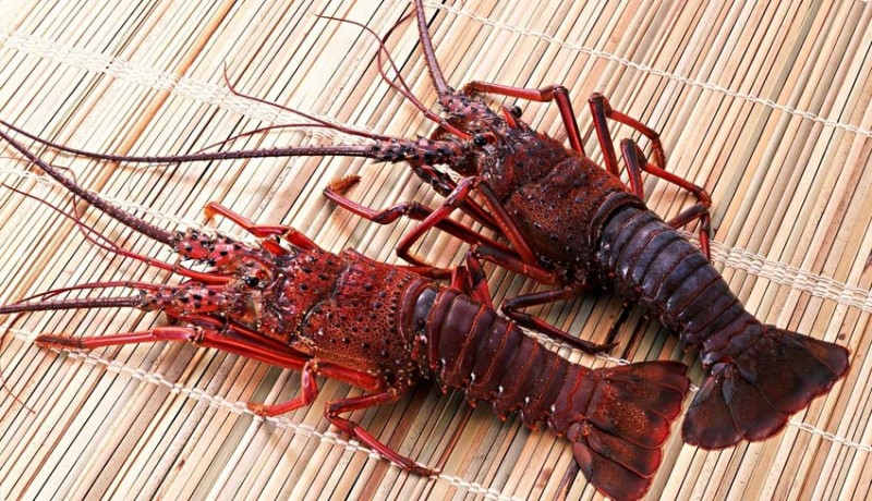www.nusabali.com-ekspor-lobster-jeblok-kerapu-meningkat