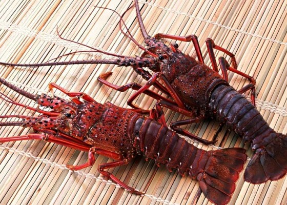 Nusabali.com - ekspor-lobster-jeblok-kerapu-meningkat