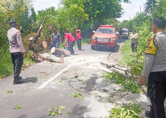 Nusabali.com - angin-kencang-pohon-tumbang-tutup-jalan