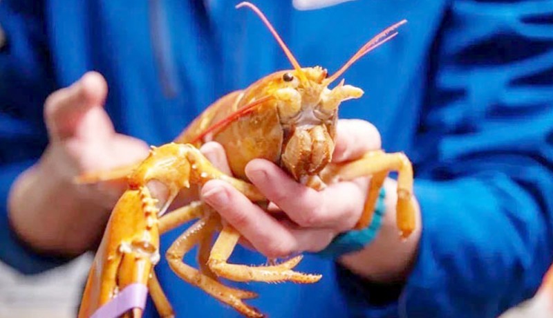 www.nusabali.com-kkp-bakal-atur-ketat-pemanfaatan-benih-lobster