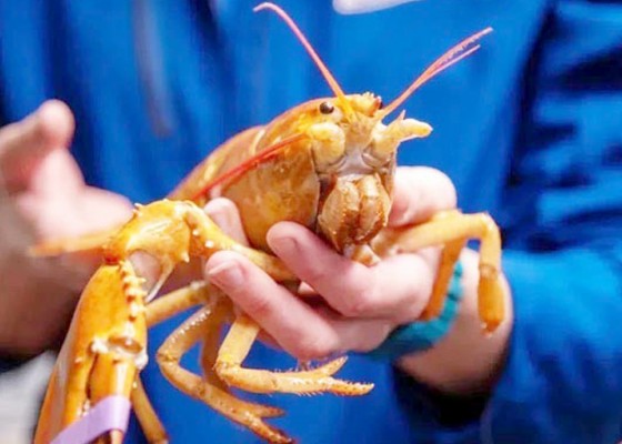 Nusabali.com - kkp-bakal-atur-ketat-pemanfaatan-benih-lobster