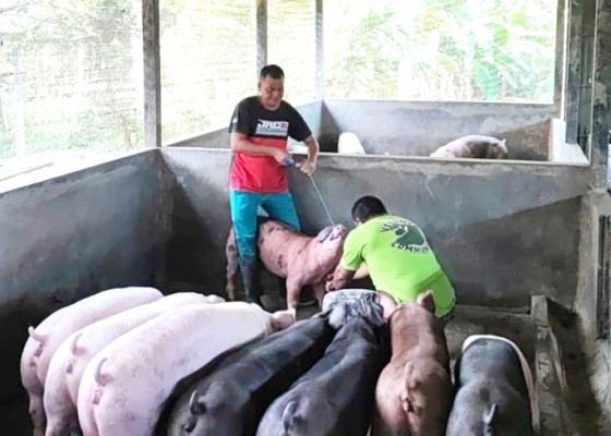 Nusabali.com - harga-babi-di-tabanan-naik-333-persen