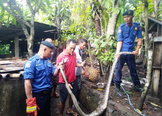 Nusabali.com - petugas-damkar-tangkap-ular-35-meter