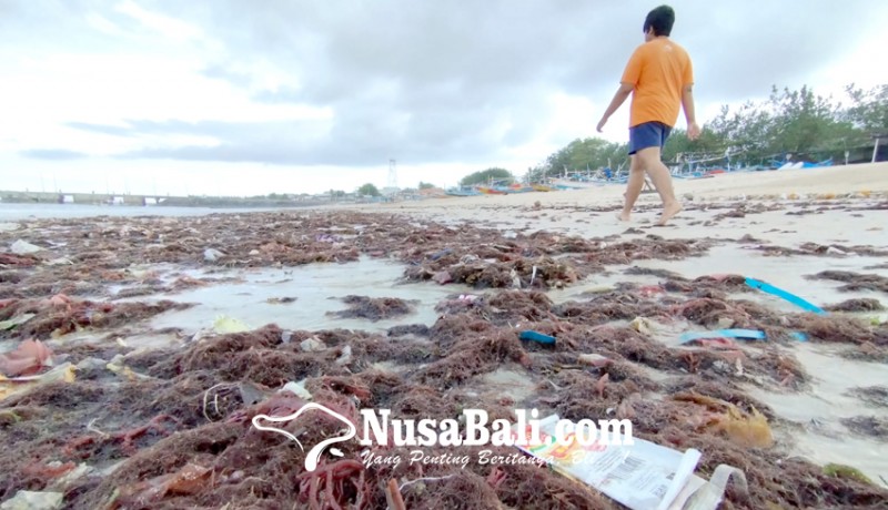 www.nusabali.com-sampah-rumput-laut-penuhi-pantai-kedonganan