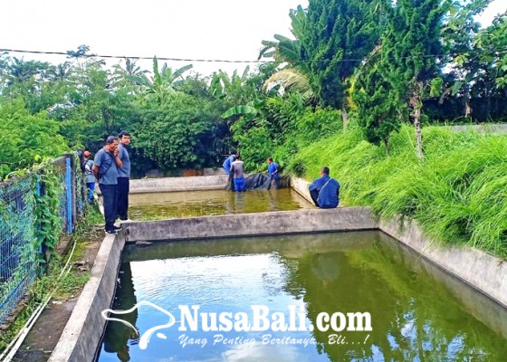 Nusabali.com - kolam-bocor-populasi-ikan-bbi-terancam