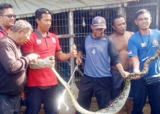Nusabali.com - damkar-buleleng-evakuasi-17-ekor-reptil
