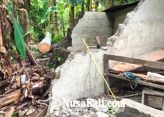 Nusabali.com - pohon-kelapa-timpa-rumah-dan-palinggih