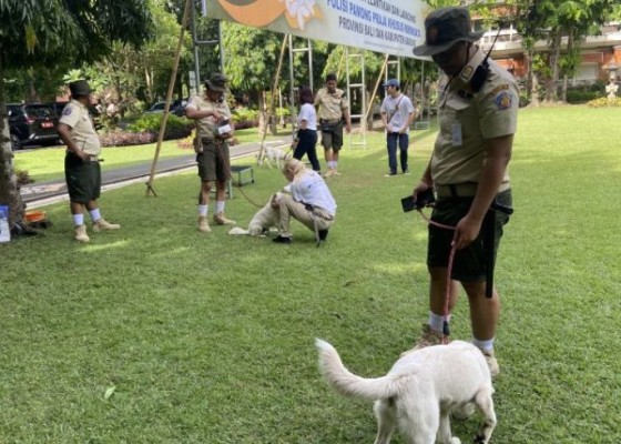 Nusabali.com - anjing-lokal-jadi-sahabat-baru-wisatawan-di-pulau-dewata
