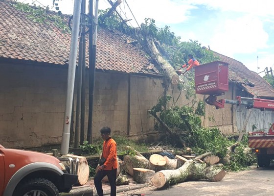 Nusabali.com - bpbd-gianyar-kewalahan-tangani-bencana-pohon-tumbang