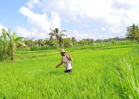 Nusabali.com - air-cukup-petani-ogah-ikut-asuransi