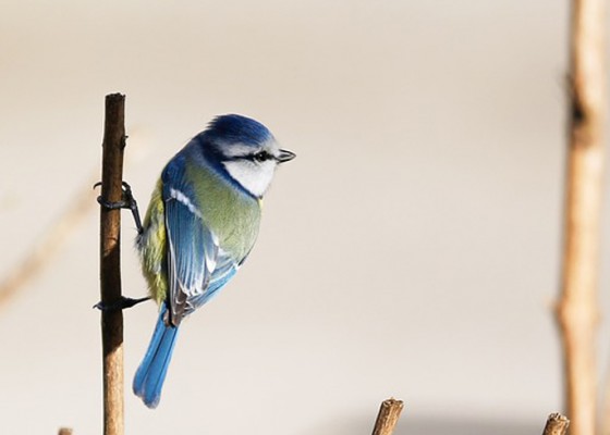 Nusabali.com - 18-rekomendasi-nama-burung-yang-bagus-dan-hoki