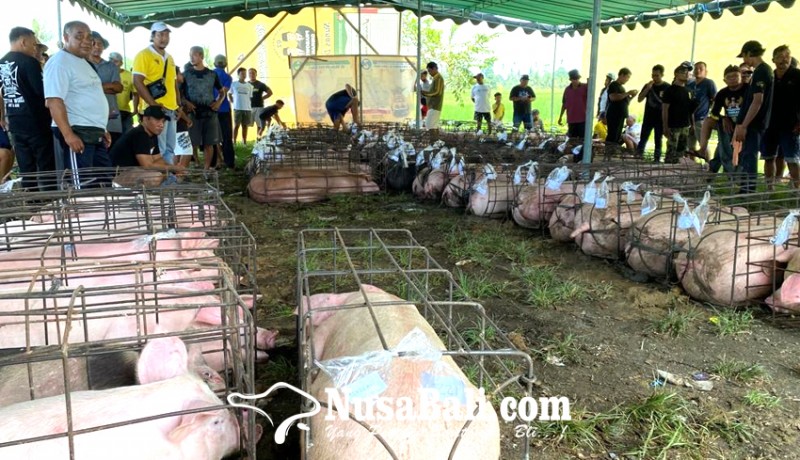 www.nusabali.com-jelang-galungan-suyasa-bagi-bagi-daging-babi