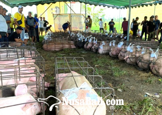 Nusabali.com - jelang-galungan-suyasa-bagi-bagi-daging-babi