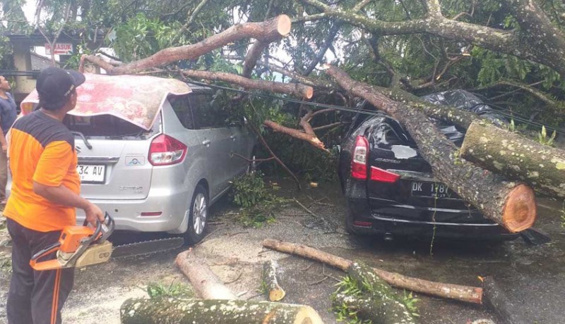www.nusabali.com-dua-mobil-rusak-tertimpa-pohon-tumbang
