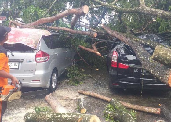 Nusabali.com - dua-mobil-rusak-tertimpa-pohon-tumbang