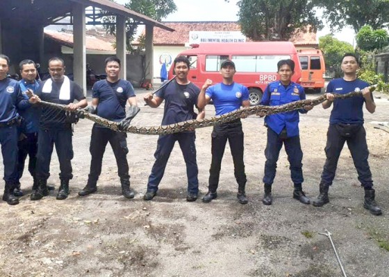 Nusabali.com - selama-februari-2024-10-ekor-ular-piton-masuk-pemukiman