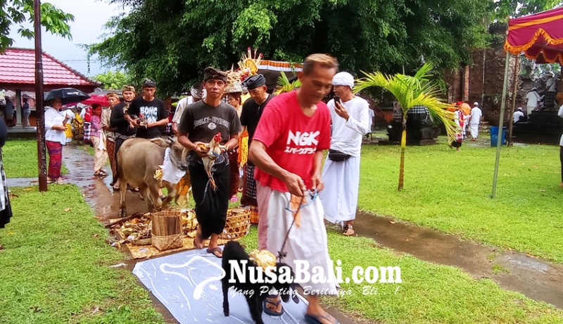 www.nusabali.com-belasan-hewan-kurban-lengkapi-caru-tawur-kasanga-desa-adat-buleleng