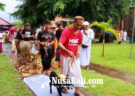 Nusabali.com - belasan-hewan-kurban-lengkapi-caru-tawur-kasanga-desa-adat-buleleng