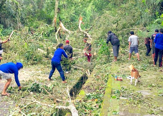 Nusabali.com - nyawan-serang-petugas-evakuasi-pohon