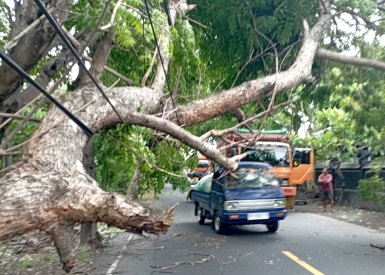Nusabali.com - bpbd-tangani-13-titik-pohon-tumbang