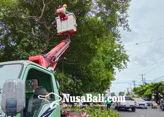 Nusabali.com - pemkot-asuransikan-44460-pohon