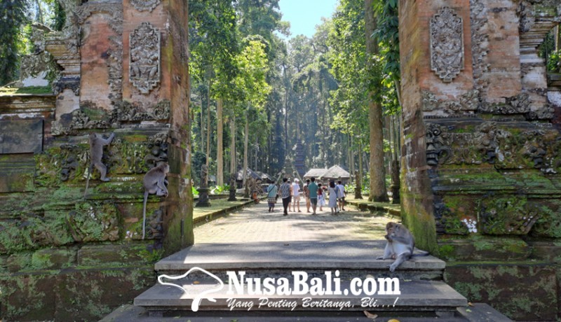 www.nusabali.com-angin-kencang-sangeh-monkey-forest-pantau-ekstra-kunjungan-ke-alas-pala