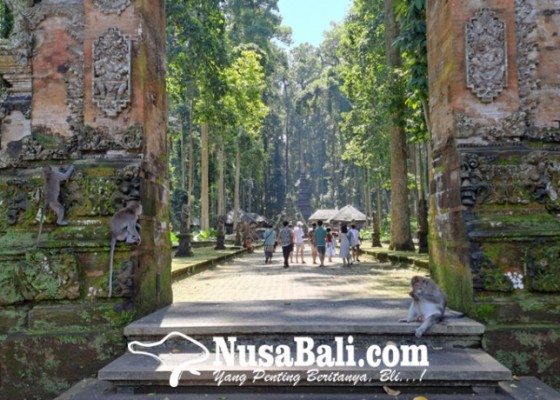 Nusabali.com - angin-kencang-sangeh-monkey-forest-pantau-ekstra-kunjungan-ke-alas-pala