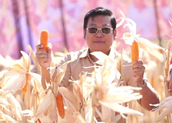 Nusabali.com - 405-juta-ton-jagung-produksi-petani-harus-diserap