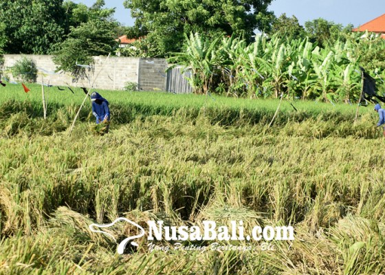 Nusabali.com - denpasar-akan-panen-padi-pada-49033-hektare-lahan