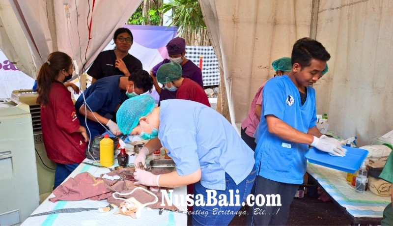 www.nusabali.com-rabies-mengancam-warga-denpasar-vaksin-dan-sterilkan-hewan-peliharaan