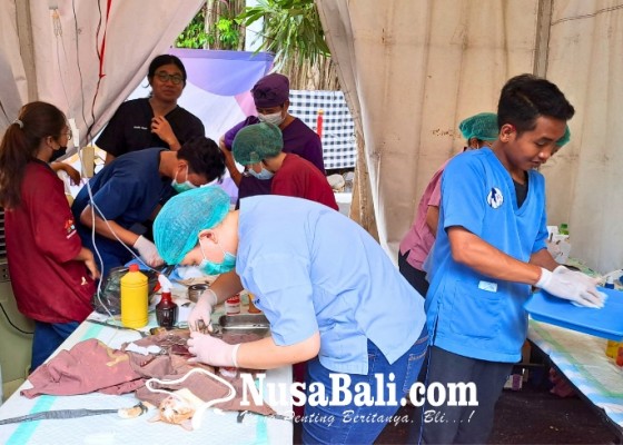 Nusabali.com - rabies-mengancam-warga-denpasar-vaksin-dan-sterilkan-hewan-peliharaan
