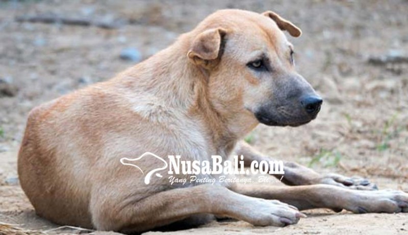 www.nusabali.com-manfaat-sterilisasi-anjing-bali-untuk-kecantikan-hewan-dan-cegah-rabies
