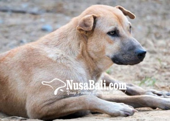 Nusabali.com - manfaat-sterilisasi-anjing-bali-untuk-kecantikan-hewan-dan-cegah-rabies