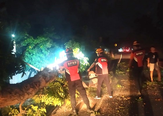 Nusabali.com - truk-tabrak-pohon-hingga-tumbang