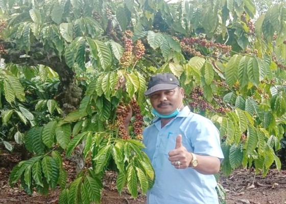 Nusabali.com - puluhan-hektare-perkebunan-swatantra-diprediksi-panen-raya