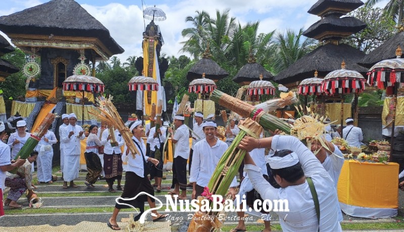 www.nusabali.com-mengenal-tradisi-siat-jerimpen-di-pura-puseh-beng-carangsari-kecamatan-petang-badung