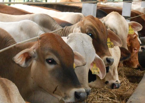 Nusabali.com - warga-sari-mekar-berdayakan-peternakan-sapi