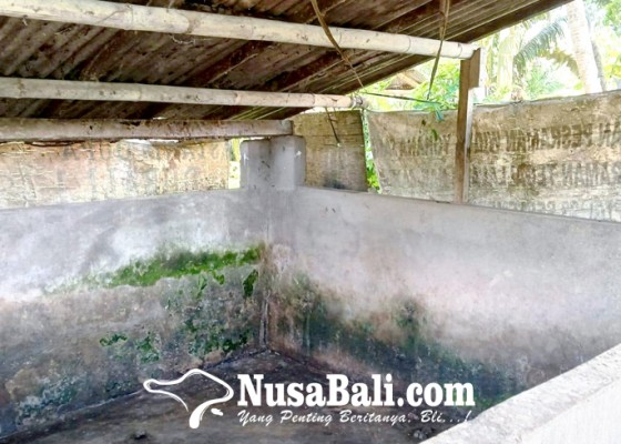 Nusabali.com - peternak-babi-pilih-kosongkan-kandang