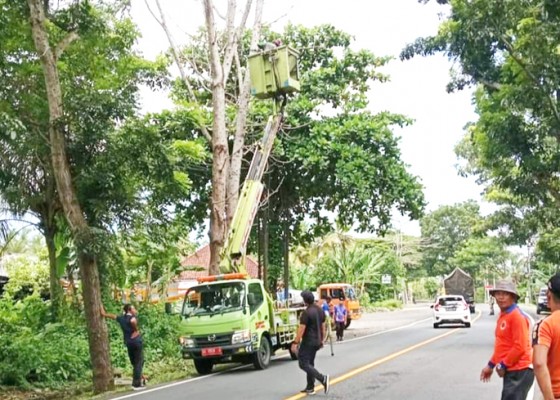 Nusabali.com - membahayakan-75-pohon-perindang-ditebang