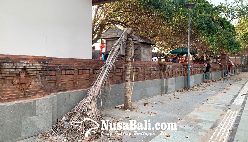 www.nusabali.com-pohon-kelapa-di-pedestrian-pantai-kuta-akan-diganti