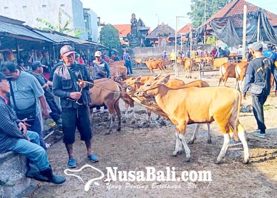 Nusabali.com - penjualan-godel-lebih-diminati-pembeli-di-pasar-hewan-beringkit