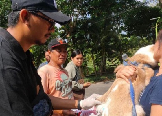 Nusabali.com - denpasar-targetkan-vaksinasi-rabies-73975-hewan-penular-rabies-di-2024