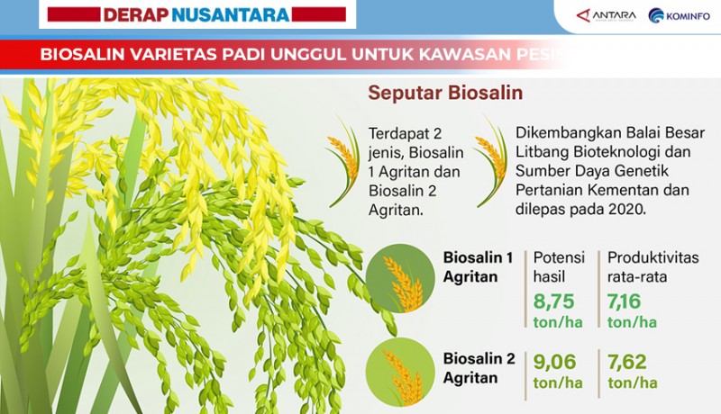 www.nusabali.com-biosalin-varietas-padi-unggul-untuk-kawasan-pesisir