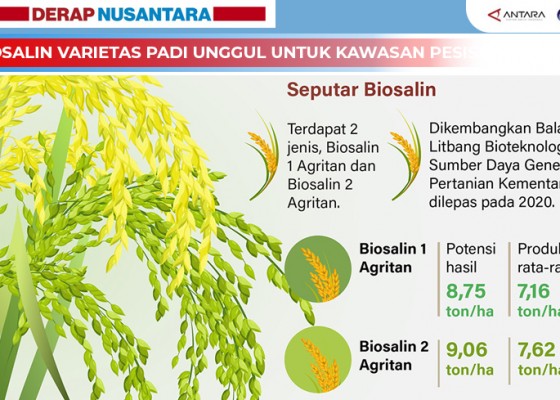 Nusabali.com - biosalin-varietas-padi-unggul-untuk-kawasan-pesisir