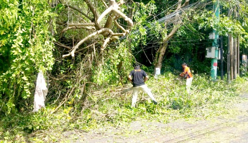 www.nusabali.com-pohon-tumbang-tutup-akses-jalan-di-jimbaran